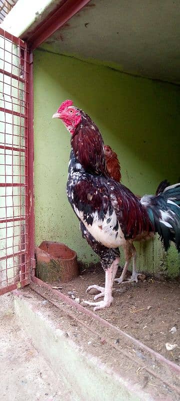 Umer Zaib Chicken Farming 4