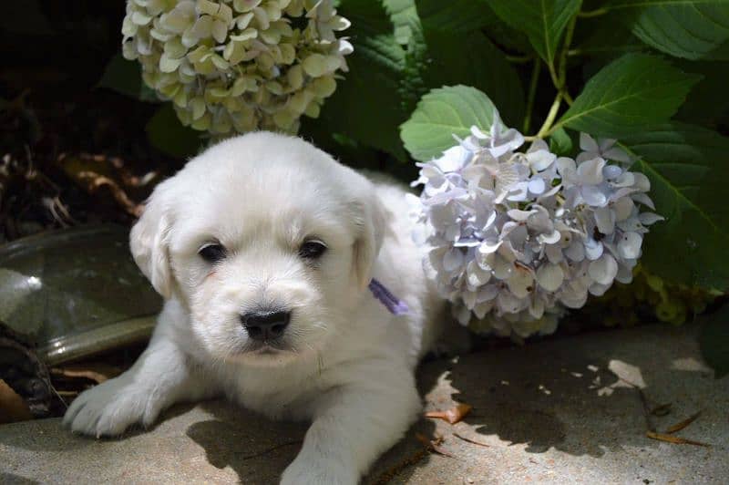 American golden retriever puppies 0