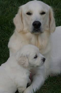 American golden retriever puppies