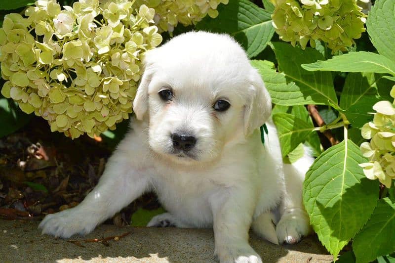 American golden retriever puppies 3