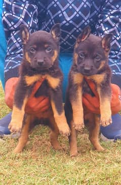 German shepherd puppies Double Coat | German shepherd Pair For Sale