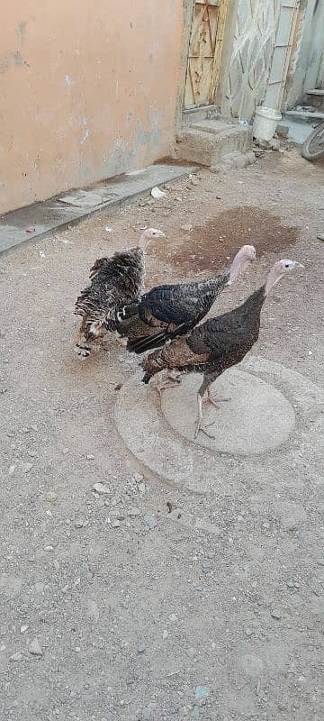 Turkey birds breeder pair available for sell 0