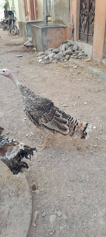 Turkey birds breeder pair available for sell 1