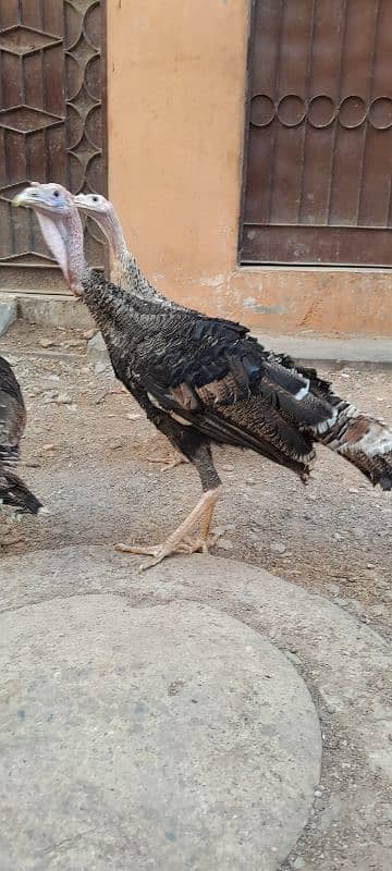 Turkey birds breeder pair available for sell 3