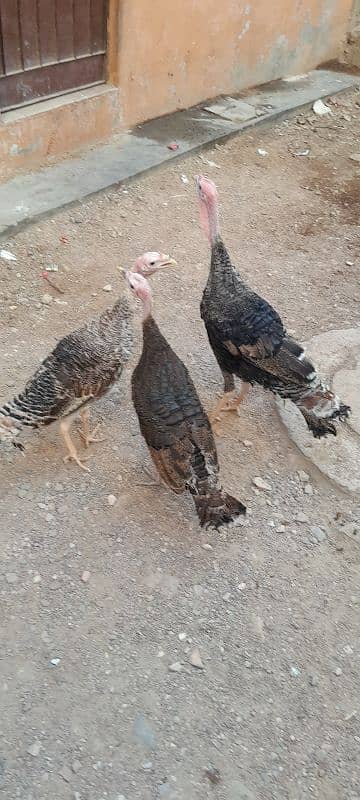 Turkey birds breeder pair available for sell 4