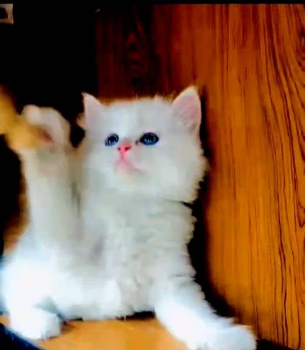 Persian Small kitten 0