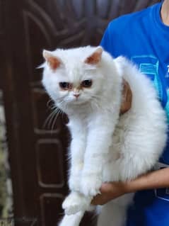 Persian kitten for sale active and playful