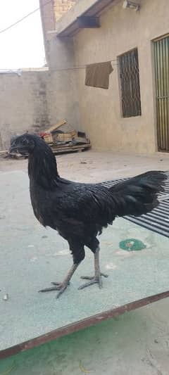 Ayam