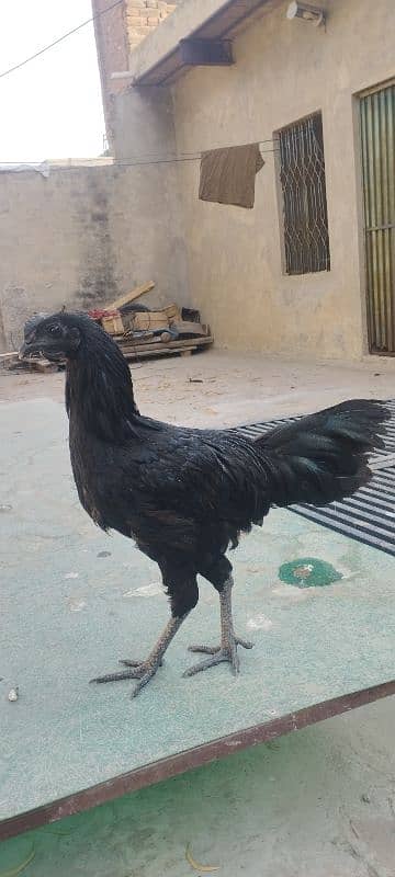 Ayam Cemsni Gray Toung 0