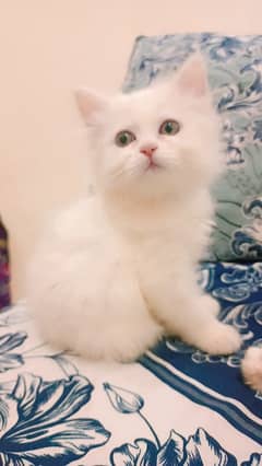 2 female cats for sale . Age 55 days Triple coat white cats .