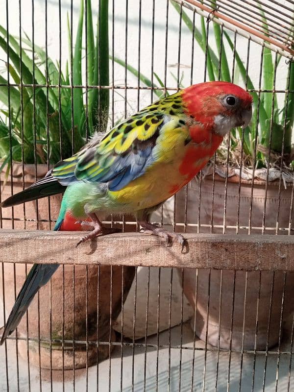 rosella female 0