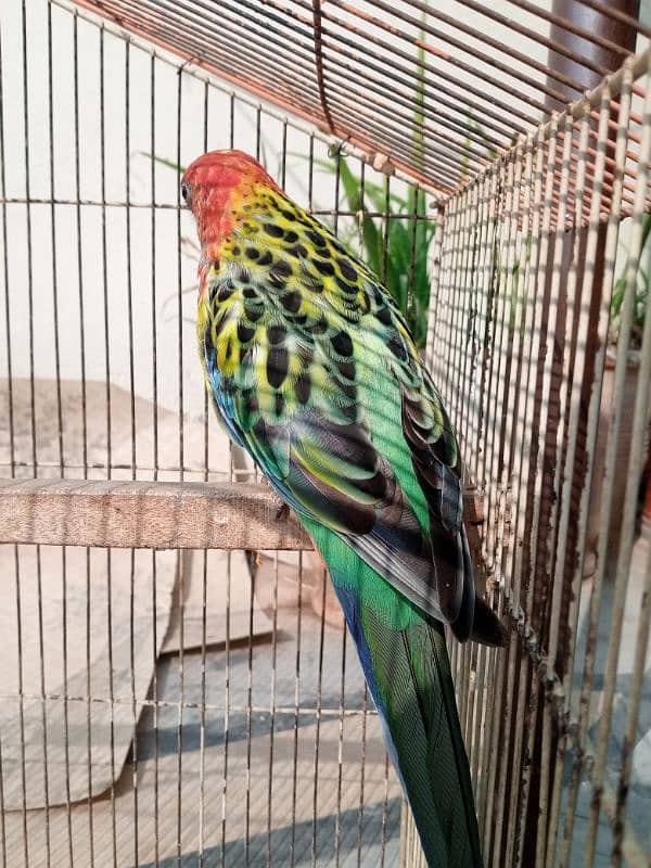 rosella female 2