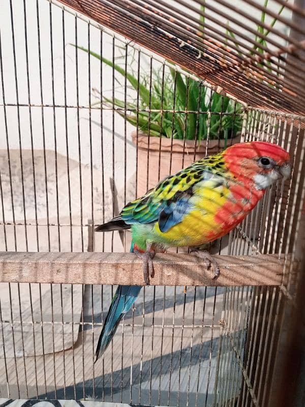 rosella female 3