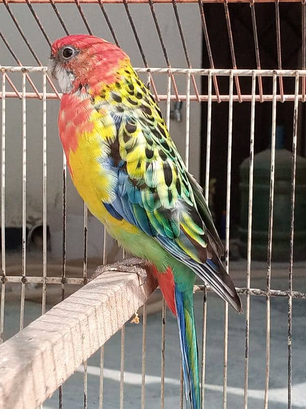 rosella female 5