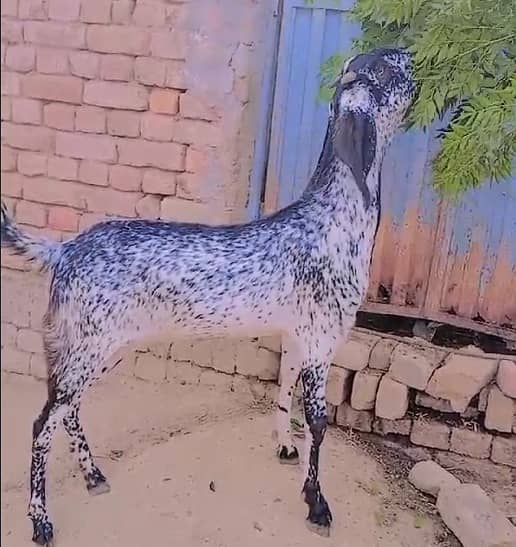 Goat / Bakra / Healthy Goats / Desi / / Bkary / White Goats for sale 3