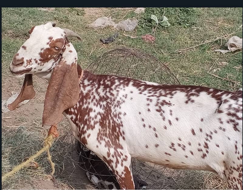 Goat / Bakra / Healthy Goats / Desi / / Bkary / White Goats for sale 6