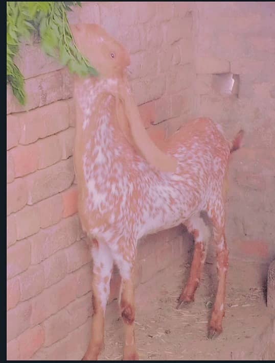 Goat / Bakra / Healthy Goats / Desi / / Bkary / White Goats for sale 8