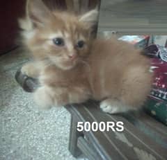 بلی کے بچے برائے فروخت, Ginger cat, Persian Kitten , Male, 03008003560