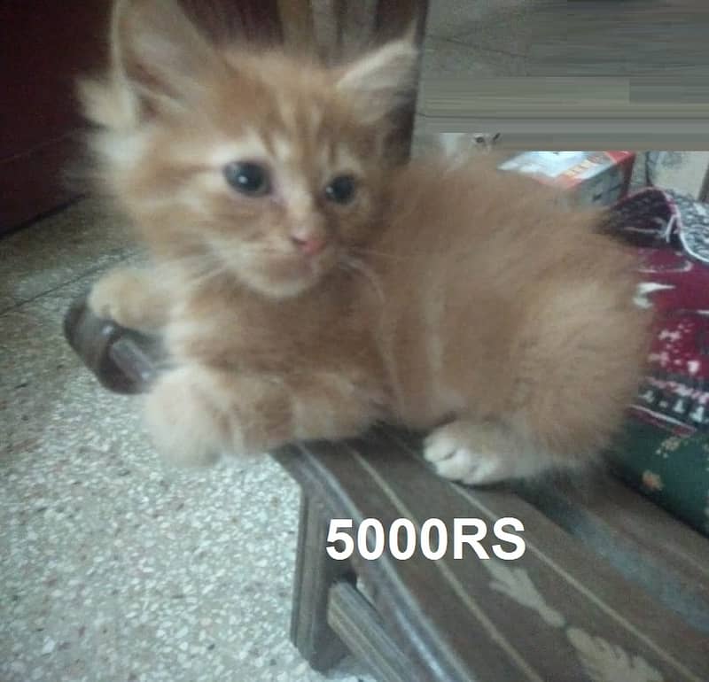 بلی کے بچے برائے فروخت, Ginger cat, Persian Kitten , Male, 03008003560 0