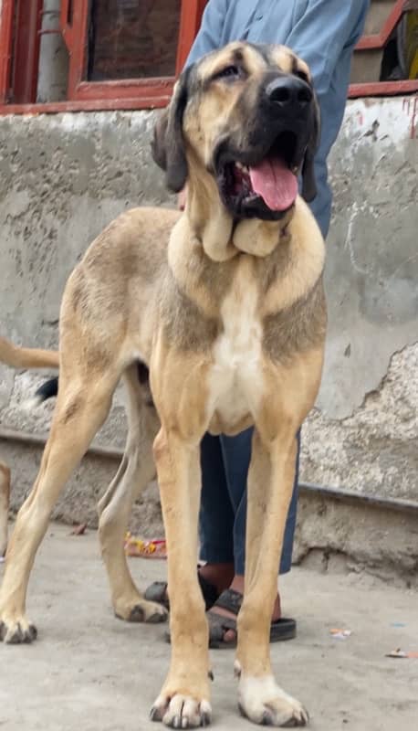 kangal 03234696626 0