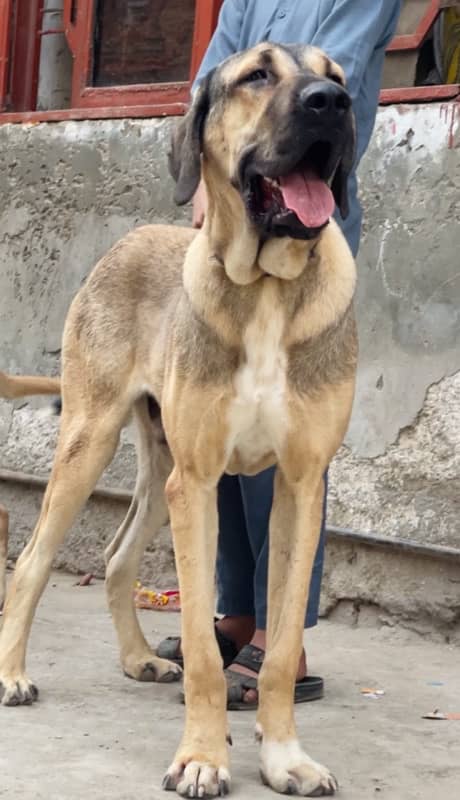 kangal 03234696626 1