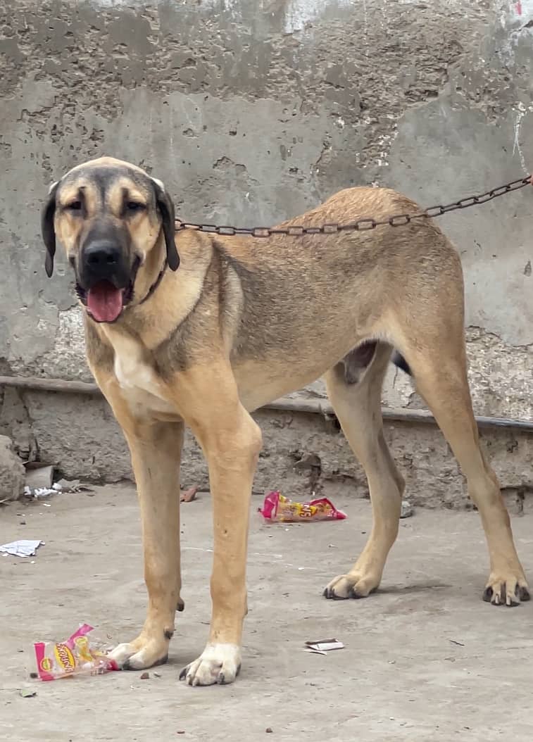 kangal 03234696626 3