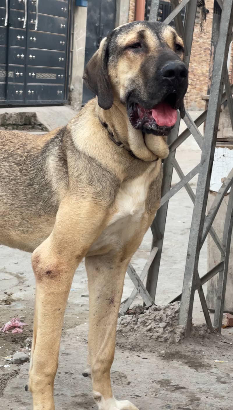 kangal 03234696626 5