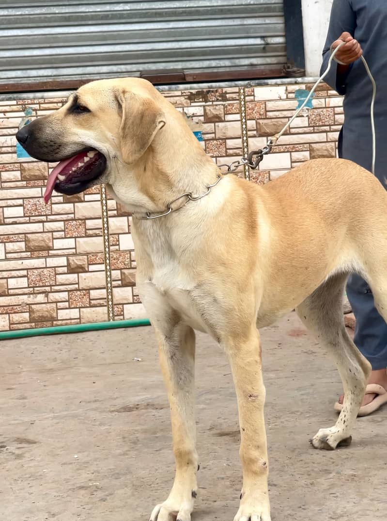 kangal 03234696626 6