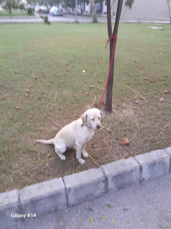 labrador female 1