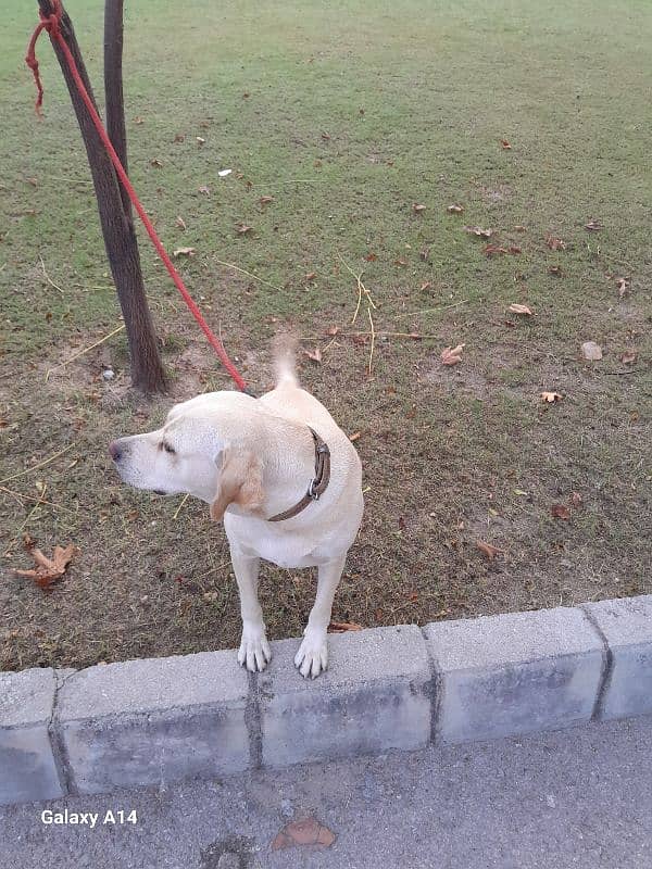 labrador female 3