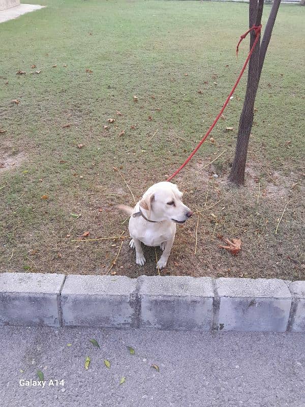 labrador female 5