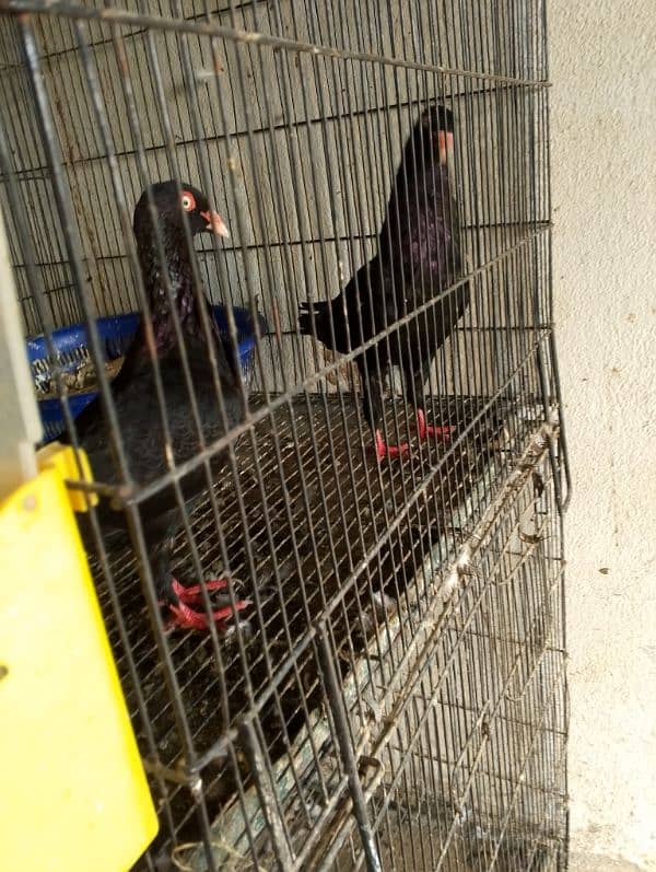 jacobin bird Beautiful pair age 1 and half year . . 1