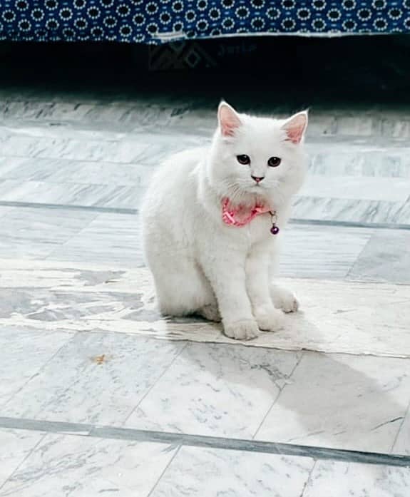 Vaccinated Persian Kitten with all Accessories for Sale 0