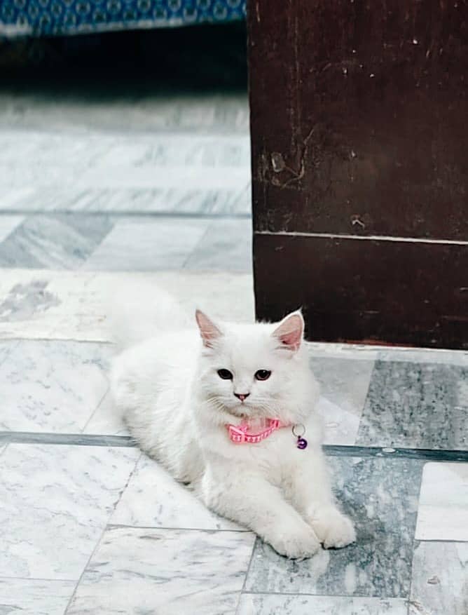 Vaccinated Persian Kitten with all Accessories for Sale 2