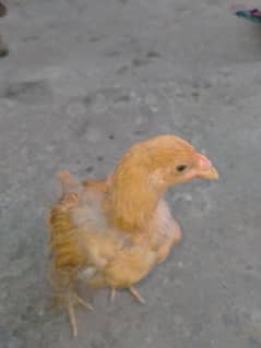 Golden Buff Chicks  Healthy and fully active