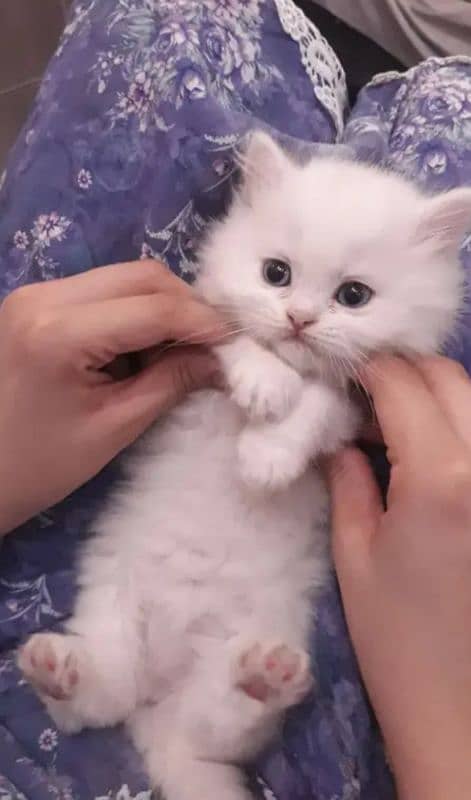 18K WHITE FEMALE PERSIAN BLUE EYES KITTEN 2