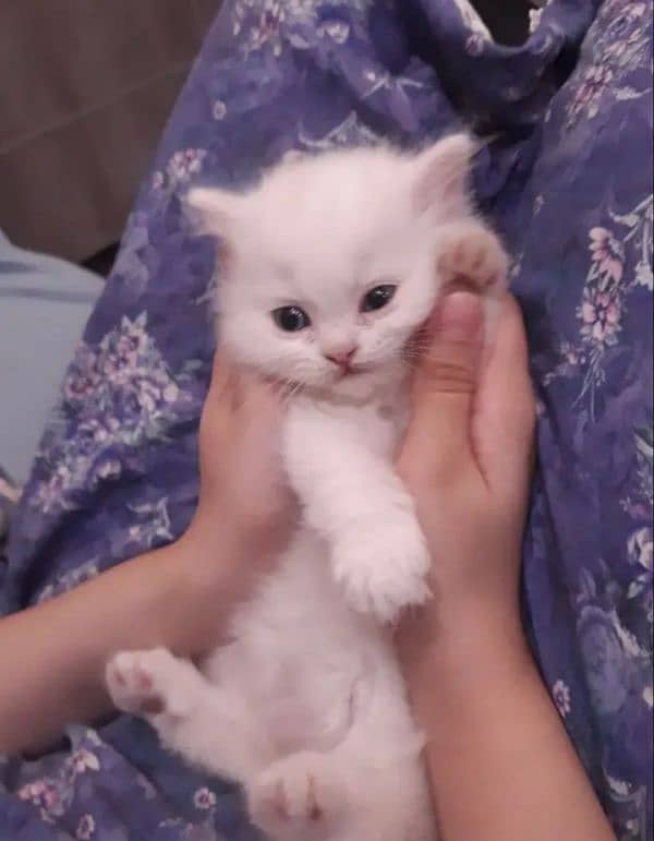 18K WHITE FEMALE PERSIAN BLUE EYES KITTEN 4