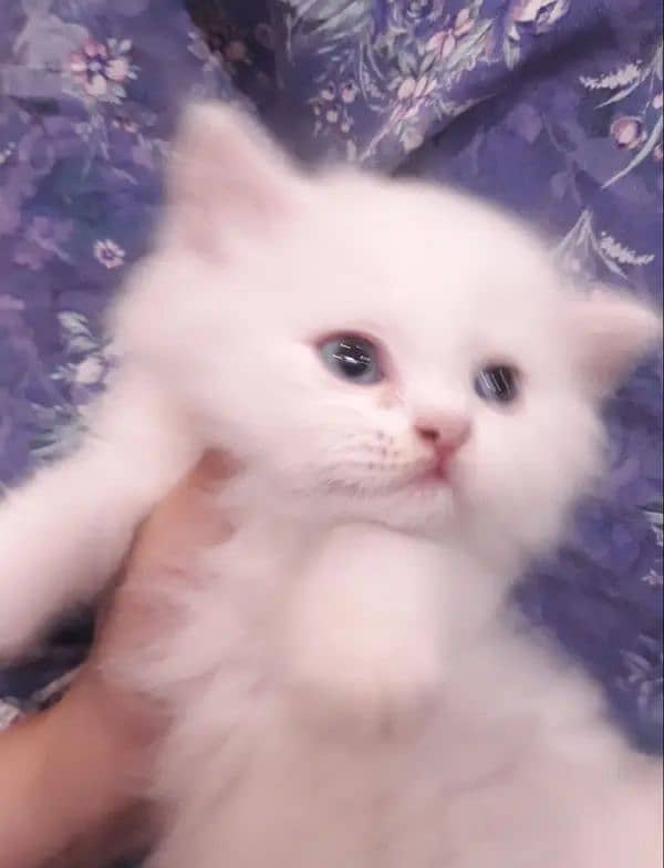 18K WHITE FEMALE PERSIAN BLUE EYES KITTEN 5