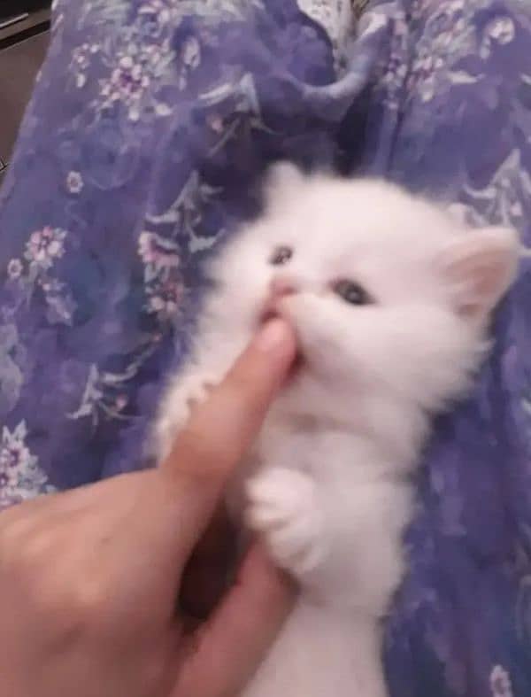 18K WHITE FEMALE PERSIAN BLUE EYES KITTEN 8