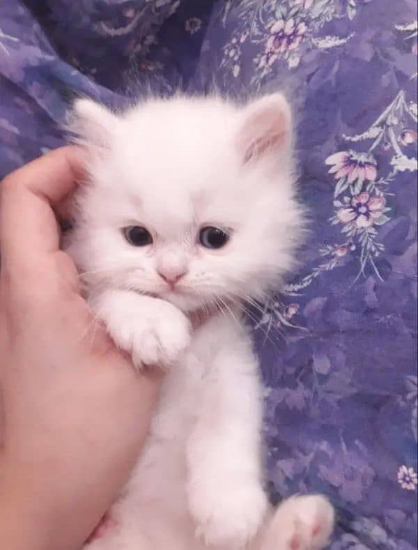 18K WHITE FEMALE PERSIAN BLUE EYES KITTEN 9