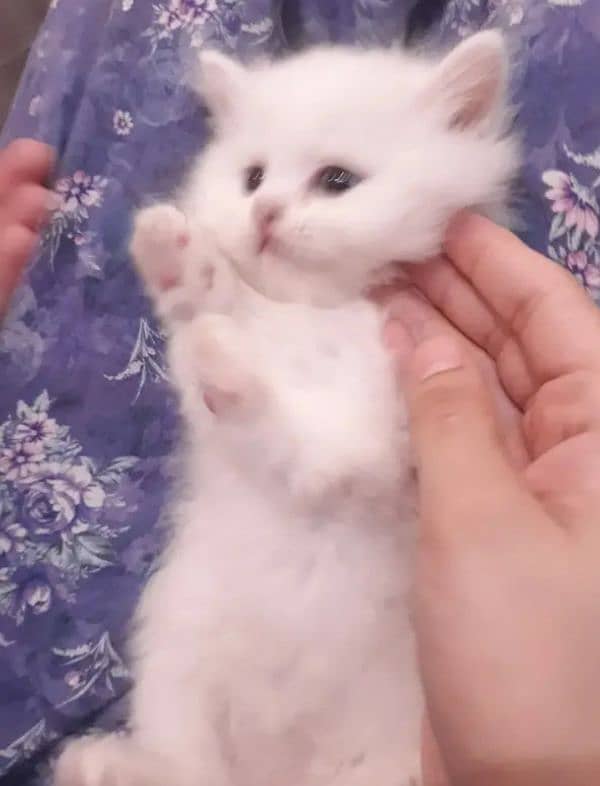 18K WHITE FEMALE PERSIAN BLUE EYES KITTEN 10