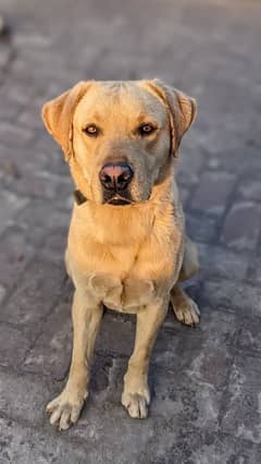 Playful Labrador For Adoption FOR LAHORE BASED ONLY!!