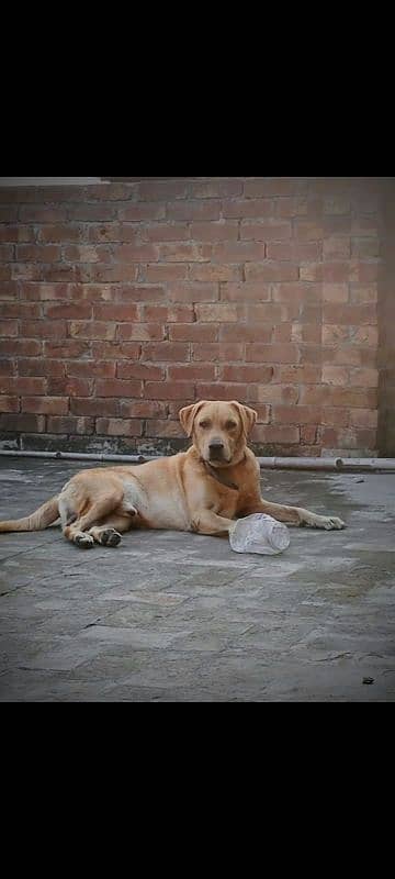 Playful Labrador For Adoption FOR LAHORE BASED ONLY!! 1