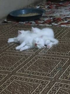 persian kitten 2 month old