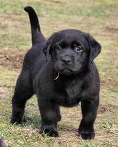 Labrador Puppies Price in Pakistan Labrador Puppies for Sale in Pakistan