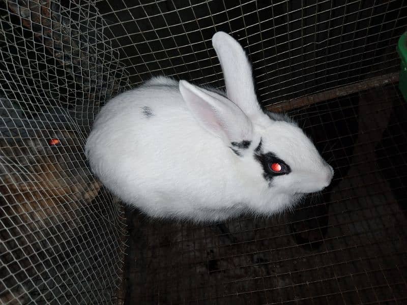 Desi female rabbit age 7 month 0