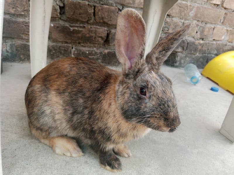 Desi female rabbit age 7 month 2