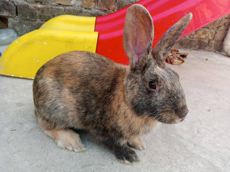 Desi female rabbit age 7 month 4