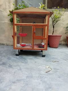 lovebird parrot with eggs and cage