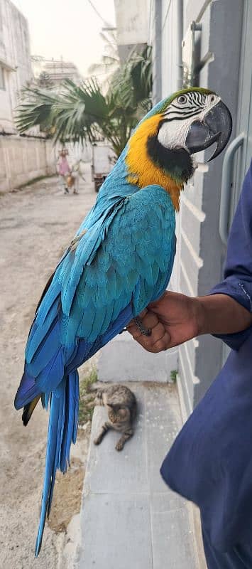 macaw Blue n Gold TAME & talking 1